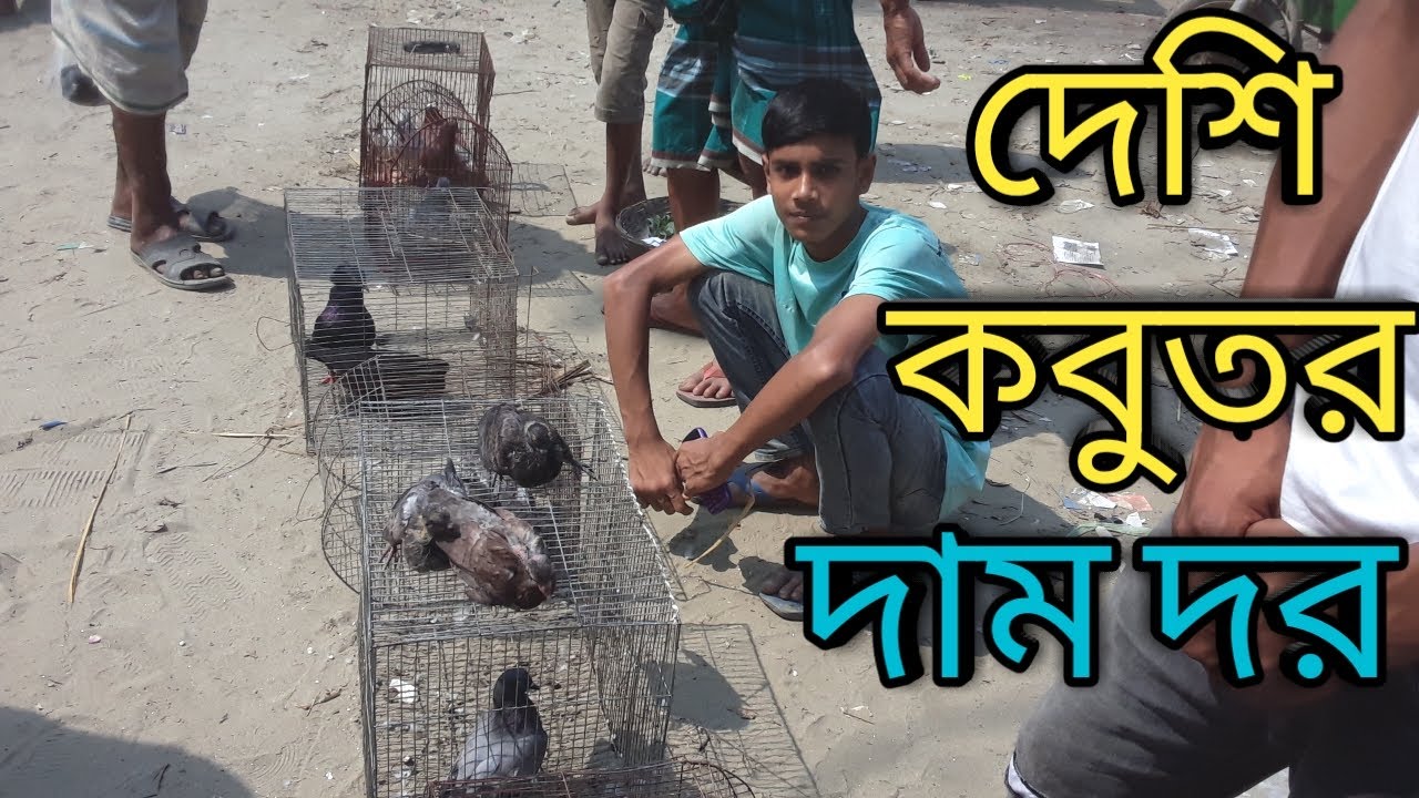 দেশি কবুতর দাম দর জানুন। নারায়ণপুর বাজার। Kobutor bazar.