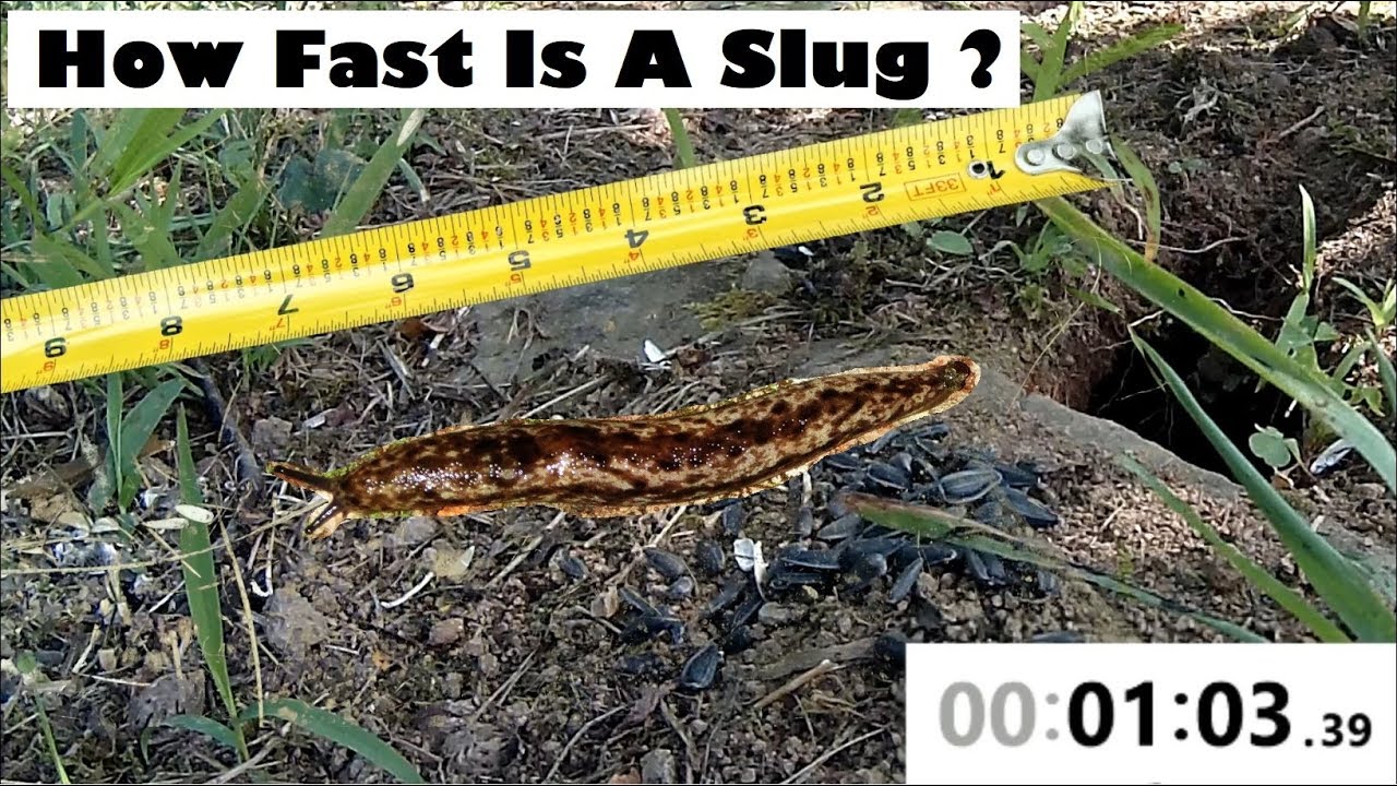 Slugs - How Fast Are They? Mini Documentary