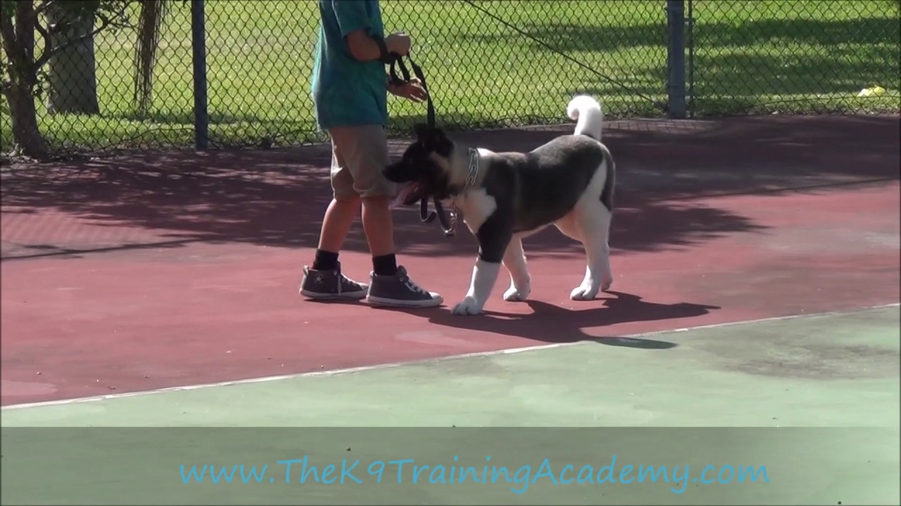 Basic Obedience - Akita - Kai- The K9 Training Academy