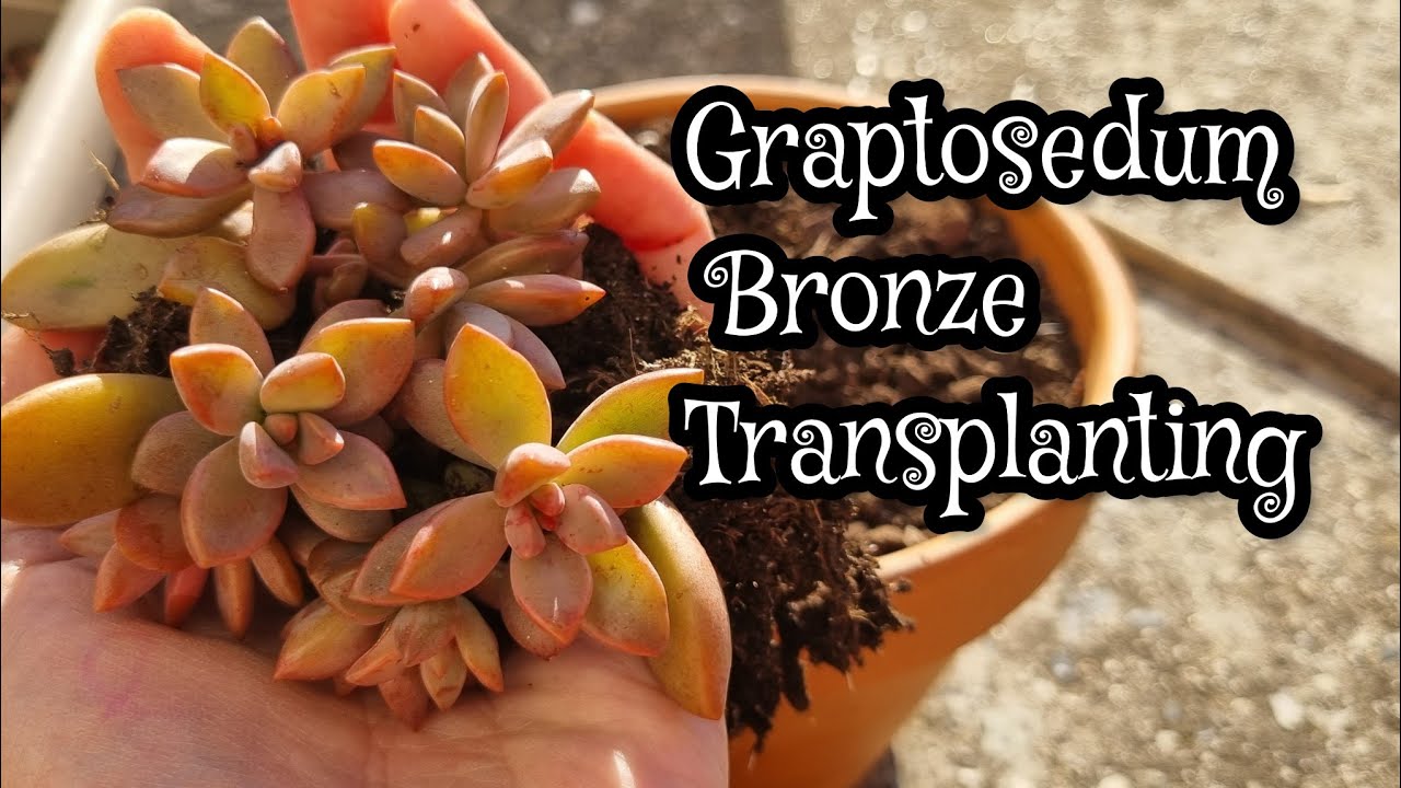 Transplanting the leaves propagation of Graptosedum Bronze
