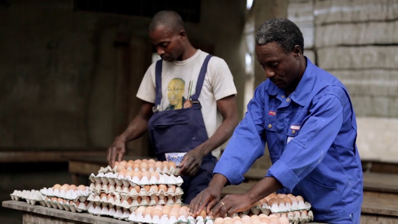 Une approche scientifique pour booster la filière avicole au Togo