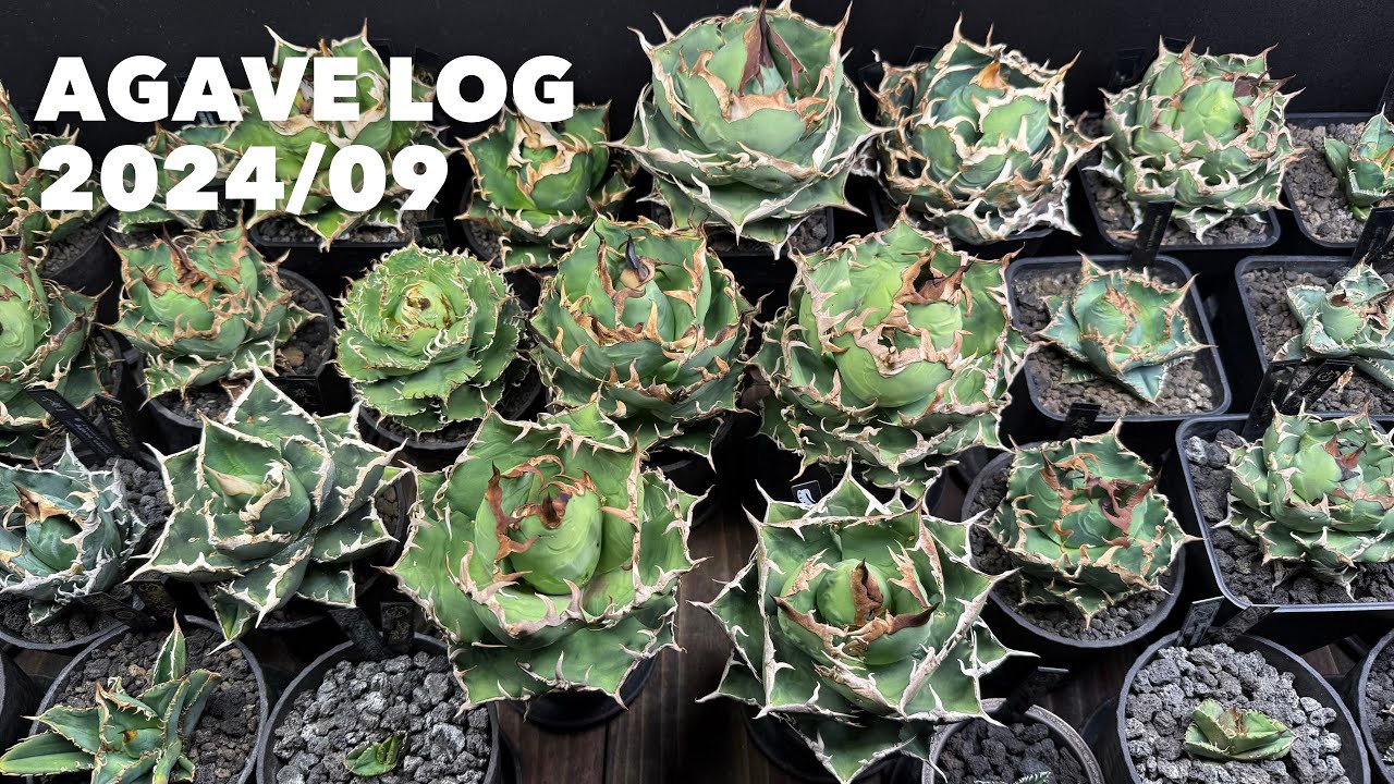#120 【アガベ】アガベ育成記録 2024/09 / Agave Log 子株