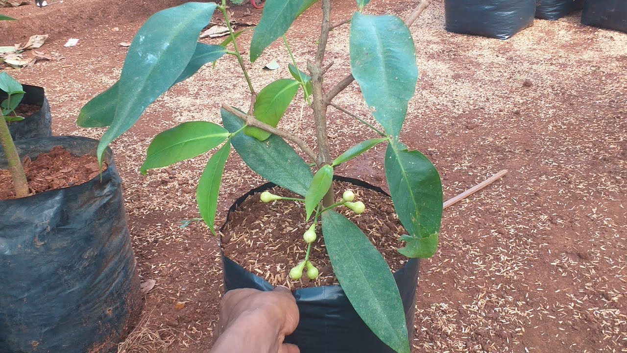 cara agar jambu air berbuah dalam pot ukuran kecil atau pendek sudah bisa berbuah