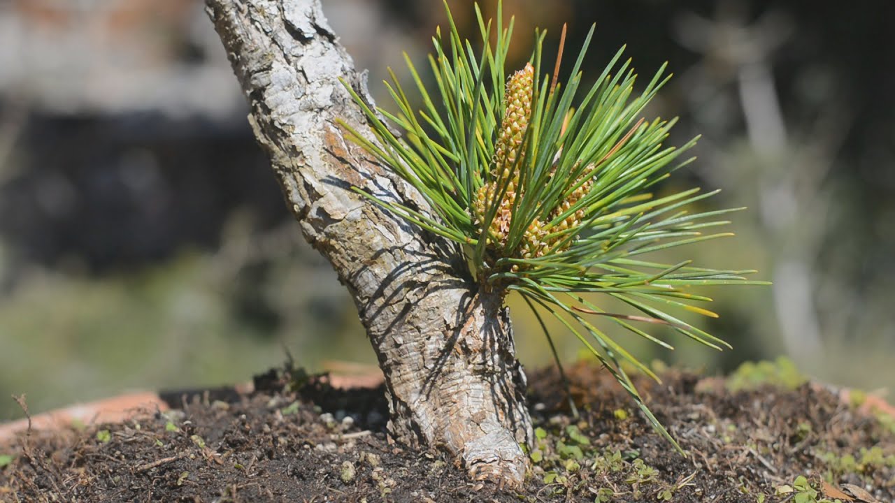 Bonsai Grafts Field Planting for Thickening - Arkefthos Bonsai