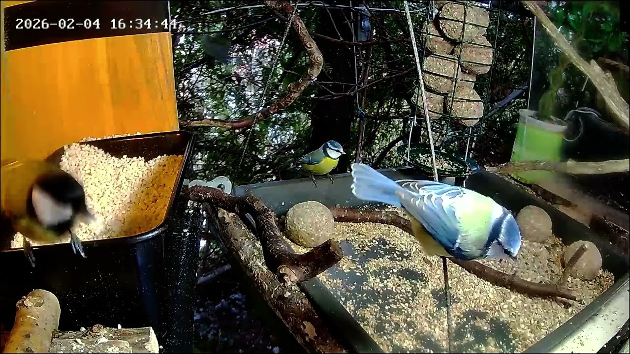 Später Nachmittags ist die Nuss-Tanke sehr gut, Blaumeise letzter Gast (04.02.2026)