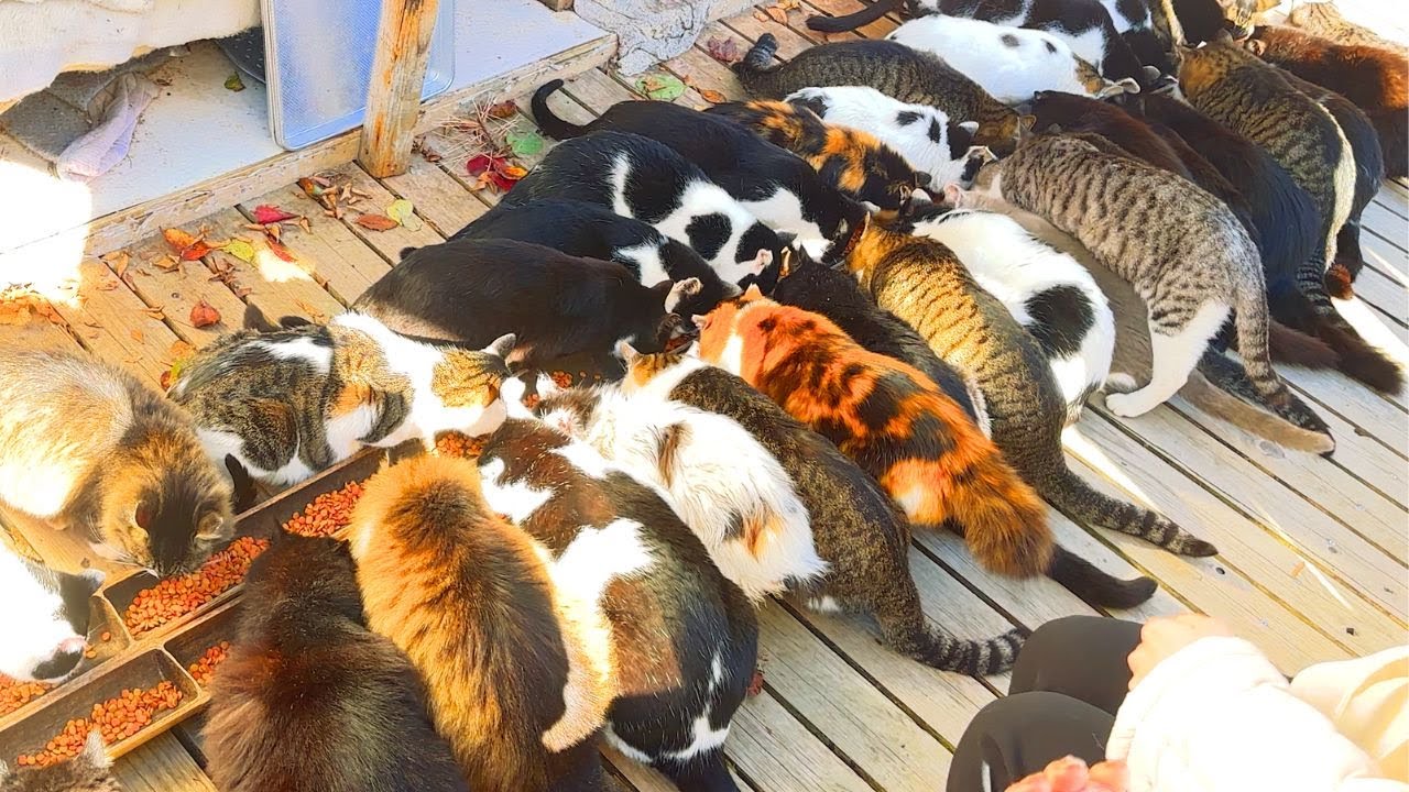 I visited Japan's most famous cat island 🐈🐈 Miyagi Tashiro Island (Tashirojima) | 猫島 / 田代島