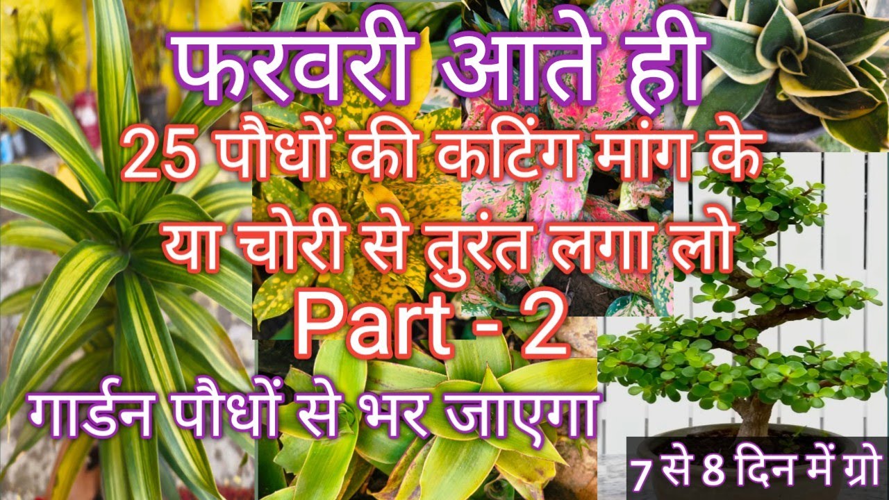 25 पौधों की कटिंग मांग के या चोरी से फरवरी आते तुरंत लगाएं|गार्डन पौधों से भर जाएगा/7-8 दिन में ग्रो