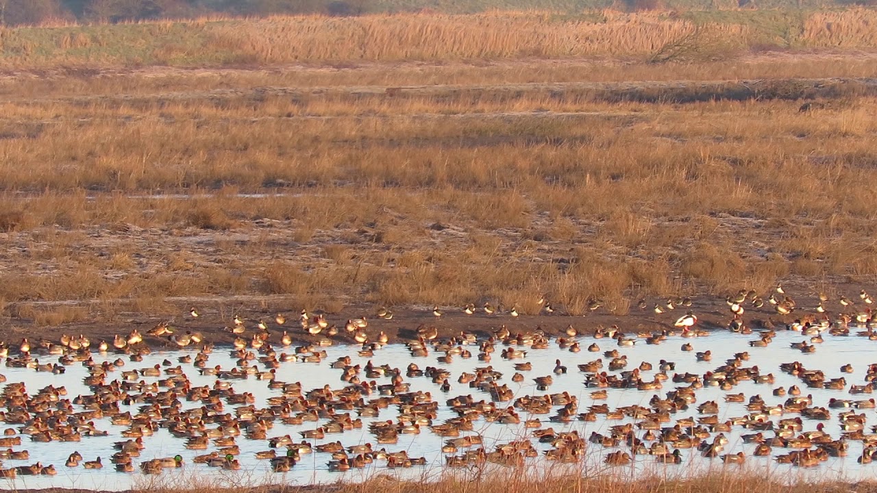 Wigeon at Hesketh Out Marsh