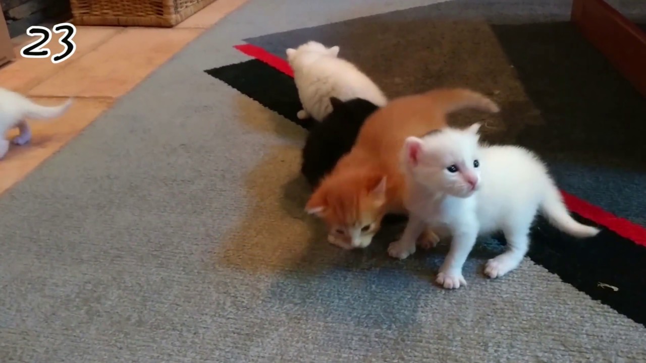 Les 25 premiers jours de 5 chatons en 3 minutes