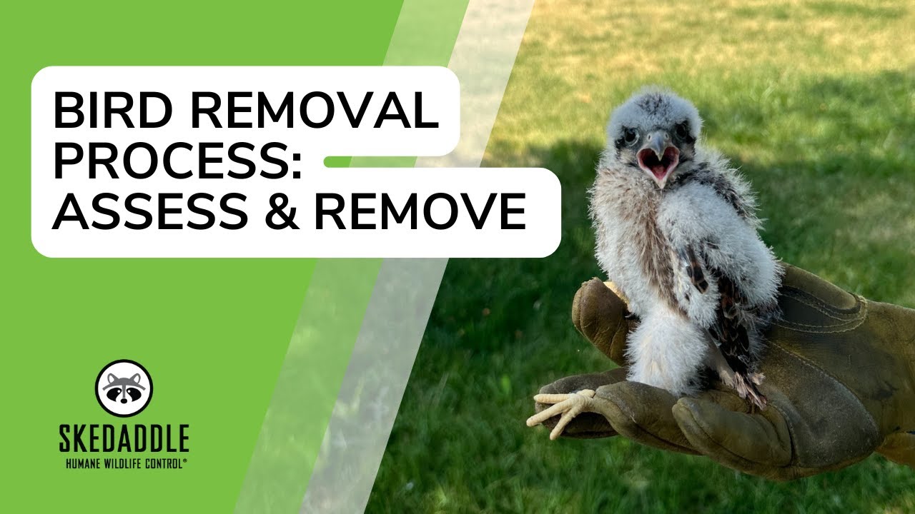 Skedaddle Bird Removal Process: Assess And Remove