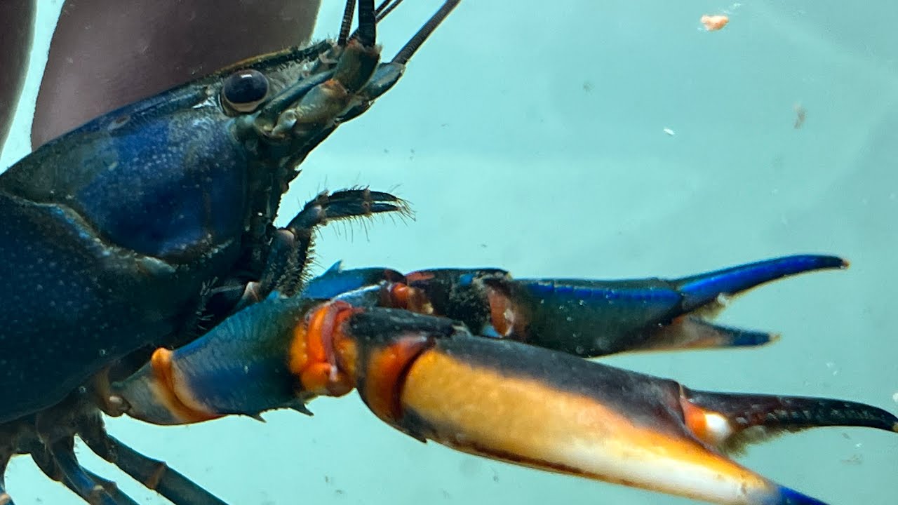 Diferentes tipos de langostas 🦞 de río