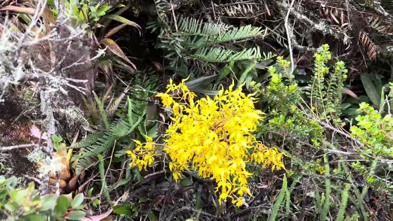bellas orquideas en su ambiente natural  beautiful orchids in their natural environment