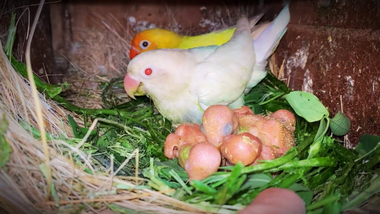 Albino & Creamino Lovebird Breeding Setup | Pro Tips for High Success