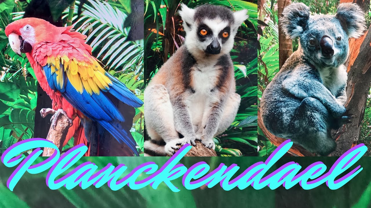 Unbelievable Animal Encounters at Zoo Planckendael