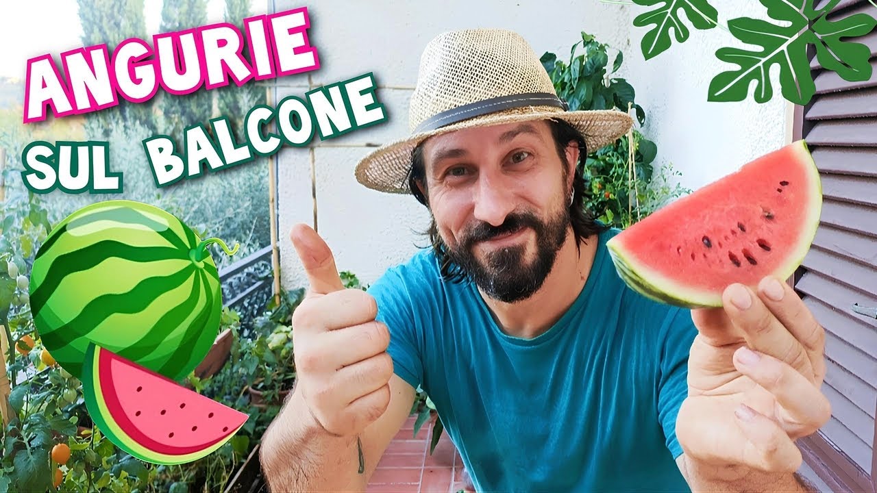 Angurie sul balcone - come coltivare in vaso questo delizioso e rinfrescate frutto