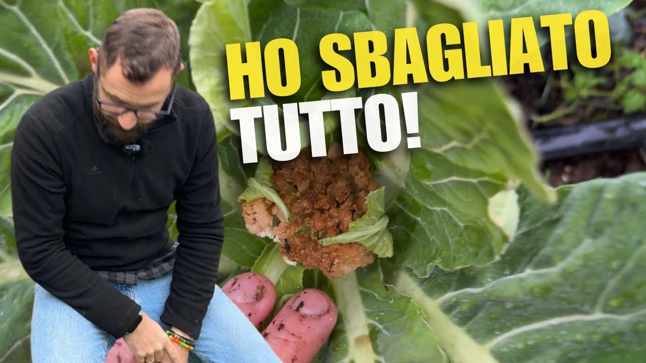 HO FALLITO CON I CAVOLFIORI: dove ho sbagliato! 