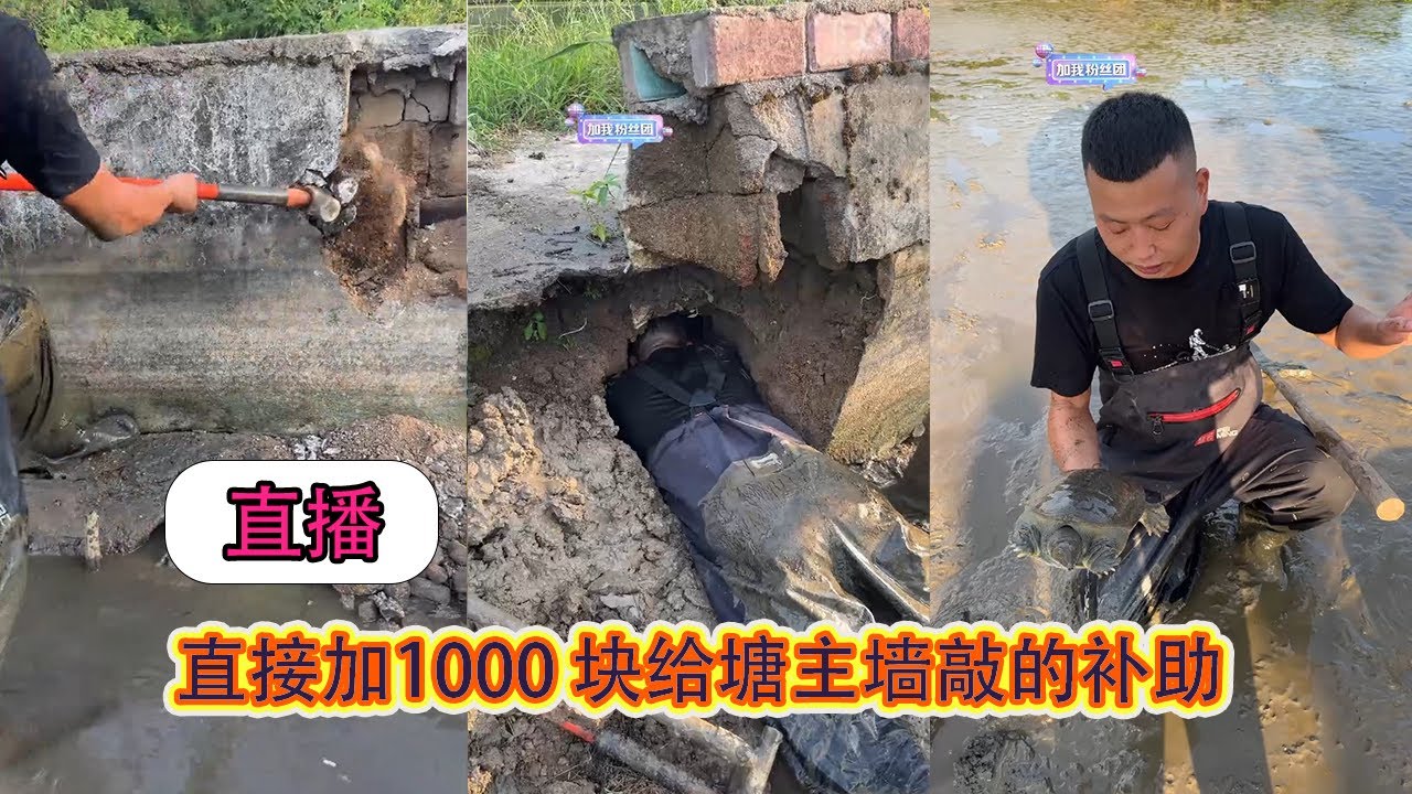 【直播】花2000包下一个老鱼塘，直接加1000 块给塘主墙敲的补助，到底能上多少货？ 【在养殖场安全，请大家不要模仿】