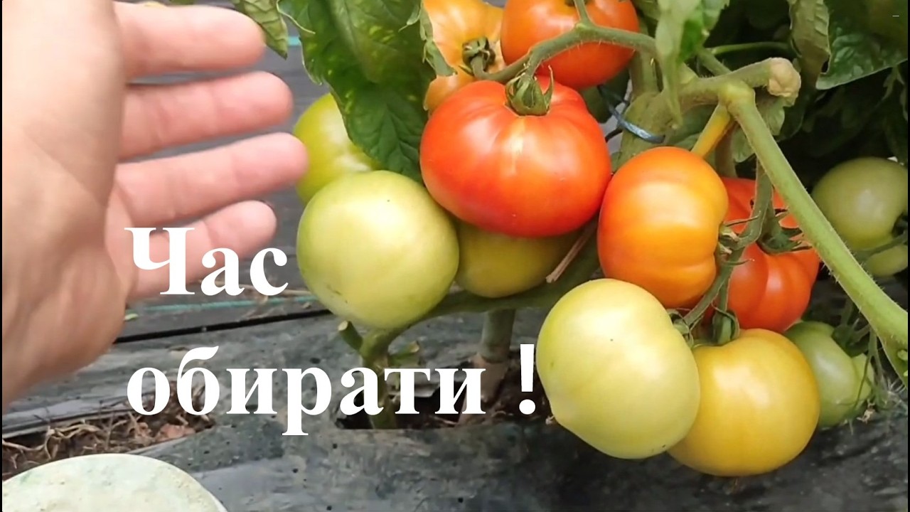 Сорти томатів на сезон 2026 року. Огляд більше 20 сортів ранніх, рожевих та десертних.