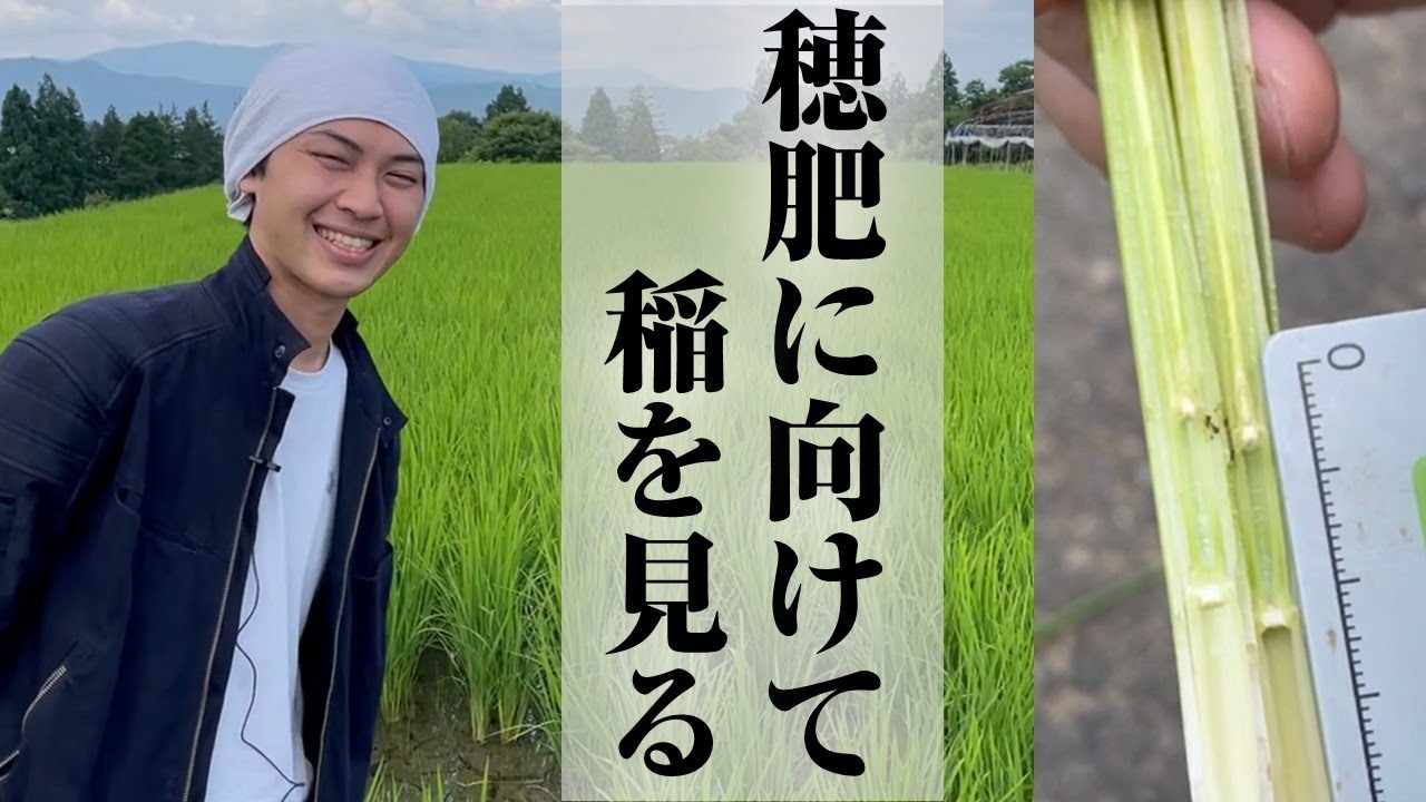 【稲作】穂肥に向けて！稲の状態の見かた【株式会社ミズホ】【模擬現地指導】