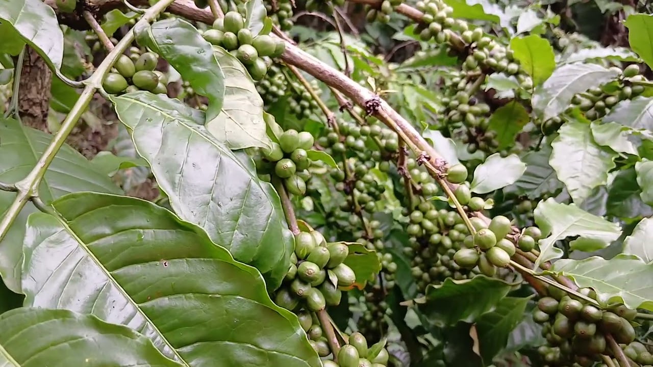 Spil KLON BONGKOK+UPDATE HARGA KOPI .21 JANUARI
