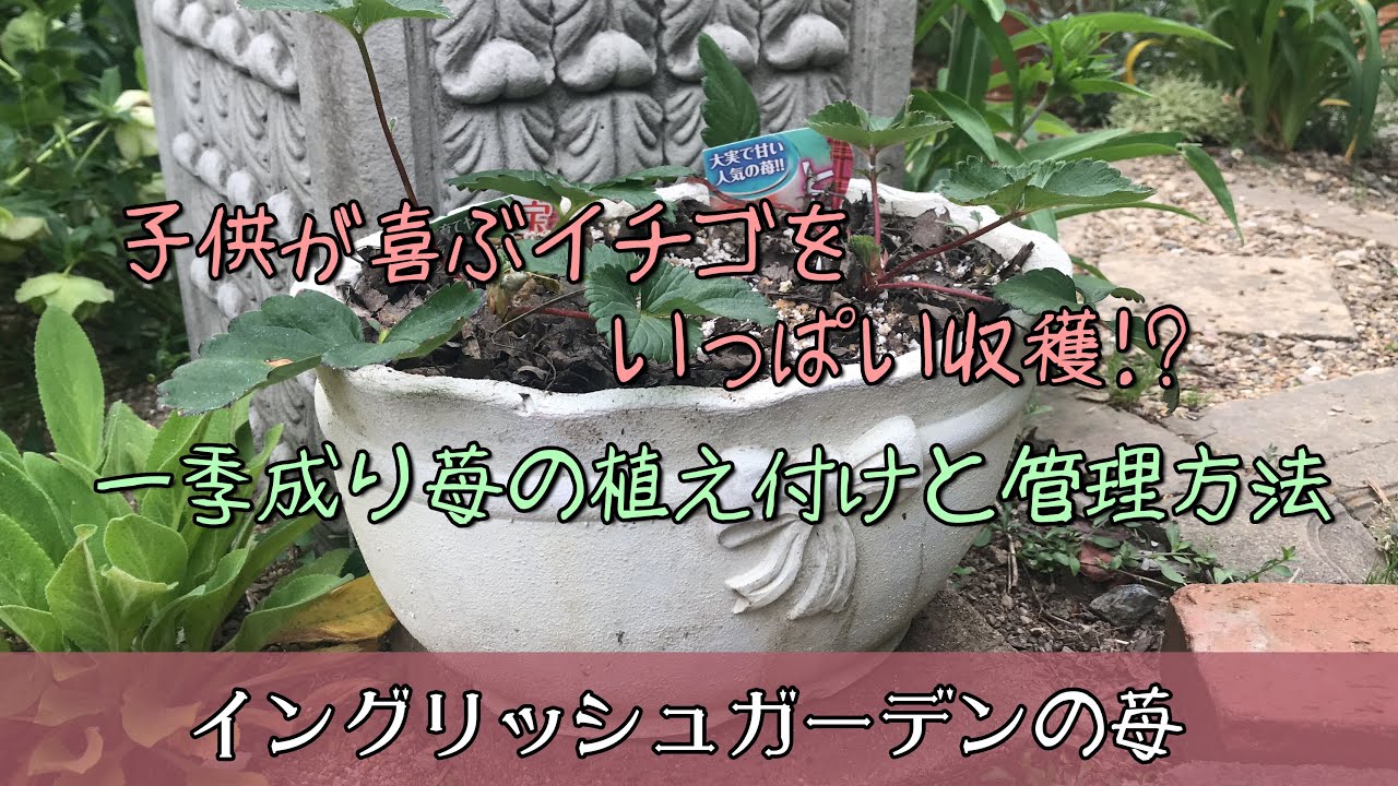 【ガーデニング】子供が喜ぶイチゴをいっぱい収穫！？一季成り苺の特徴を考慮した植え付けと管理方法。ゴールデンウィークの家族でお庭作業。【園芸】【荒れ果てたイングリッシュガーデン】