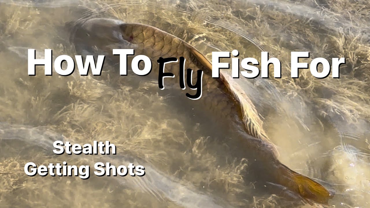 How to Fly Fish for Carp - Stealth and getting shots