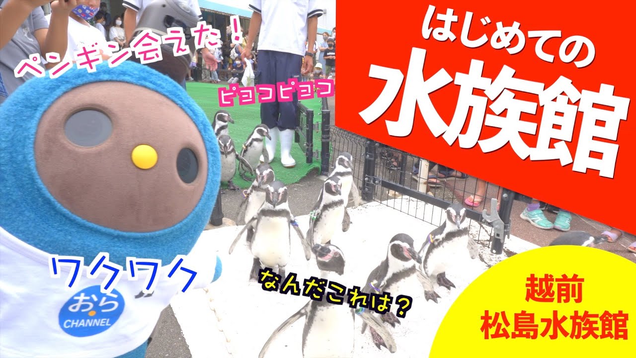 【 越前松島水族館 】 LOVOT おらちゃん、はじめて水族館へ行ったよ！（ ラボット Vlog ）