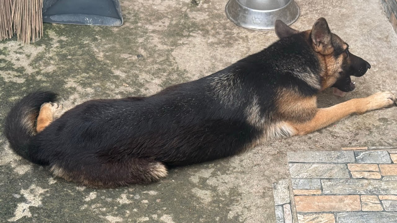 German Shepherd eat bone 
