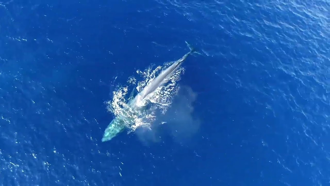 2021 Pygmy Blue Whales Season Recap!