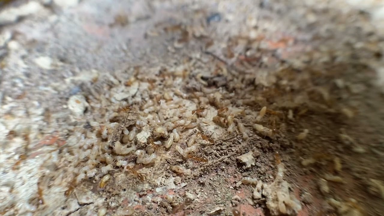 The Constant Chew: A Symphony of Mandibles