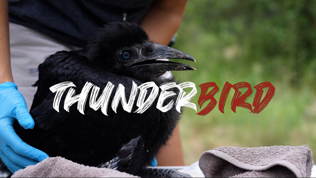 Conserving a Dinosaur | The Southern Ground Hornbill