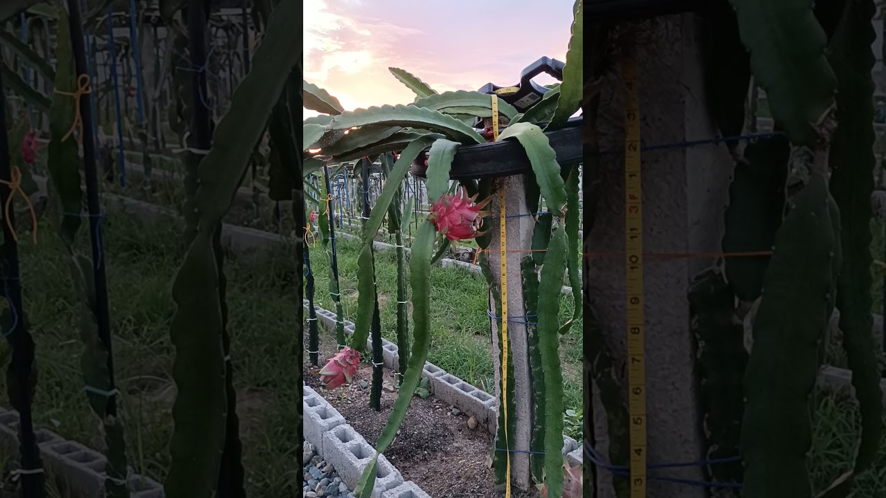 SUGGESTED height and distance of dragon fruit posts!