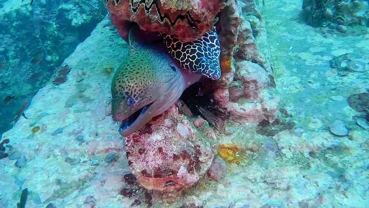 Similan / Surin Islands - January 2025