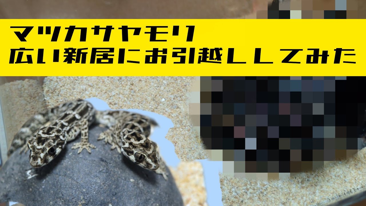 マツカサヤモリ広い新居にお引越ししてみた