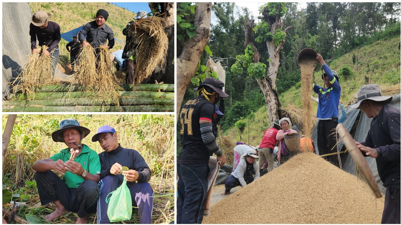 Kayah traditional making mountain farm by Doisaeng ( Tarpreleh )village  22 Oct 2025 