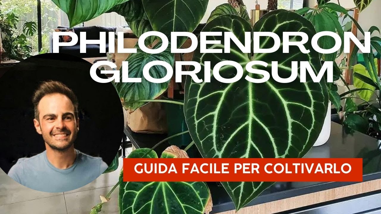 Philodendron Gloriosum: La Guida Completa alla Cura e Coltivazione
