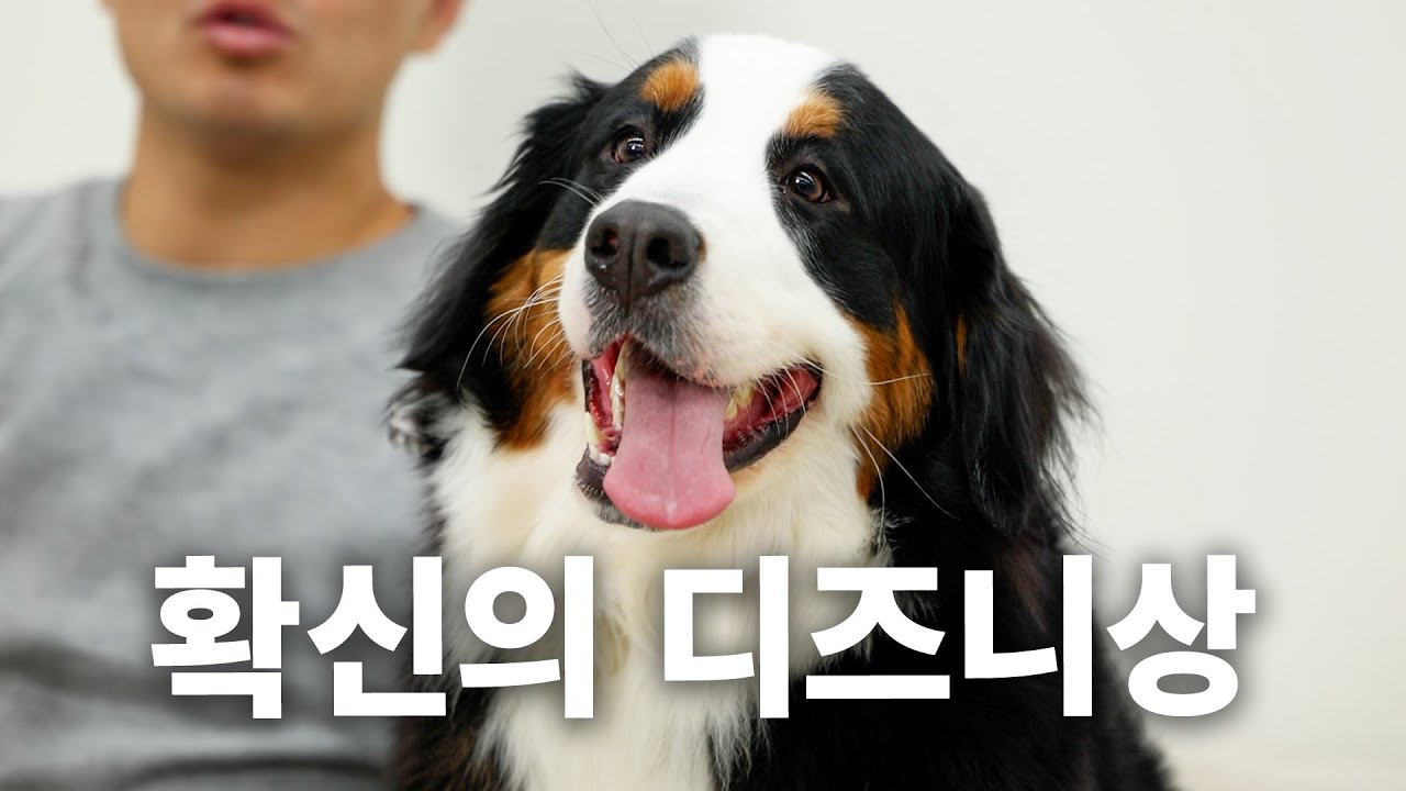 귀여워서 쌍코피 터집니다 (*편집자 3번 터짐) | 견종백과 버니즈 마운틴 독편