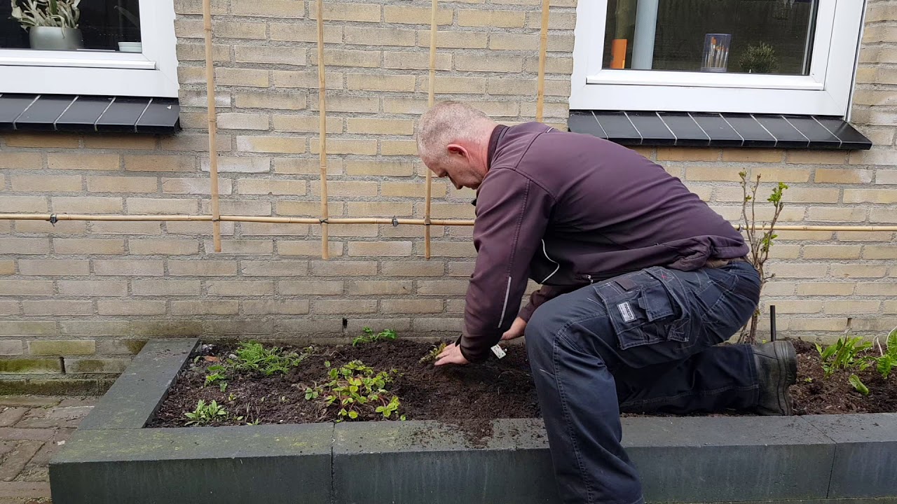 Van geveltuin naar fruitmuur # 2 Aanplanten