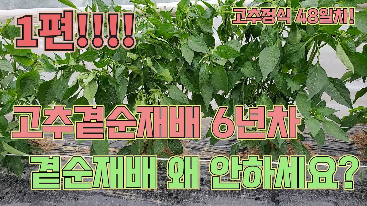 고추곁순재배 갑론을박! 딱 정리해드립니다!! 고추 농사 잘 짓는 법!!