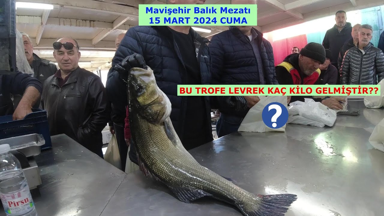 15 MART 2024 CUMA.  MAVİŞEHİR MEZAT BEREKETLİYDİ BUGÜN. MAŞALLAH MAŞALLAH.