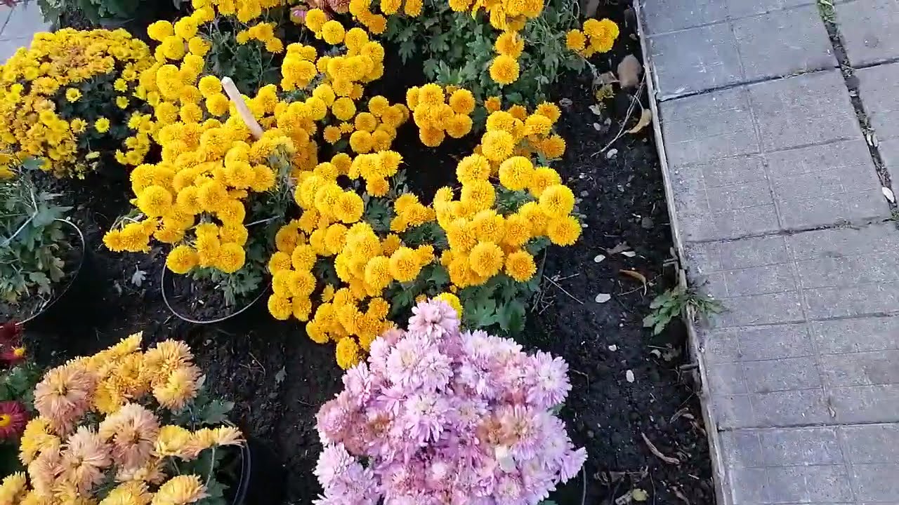 Autumn flowers in the park for joy 