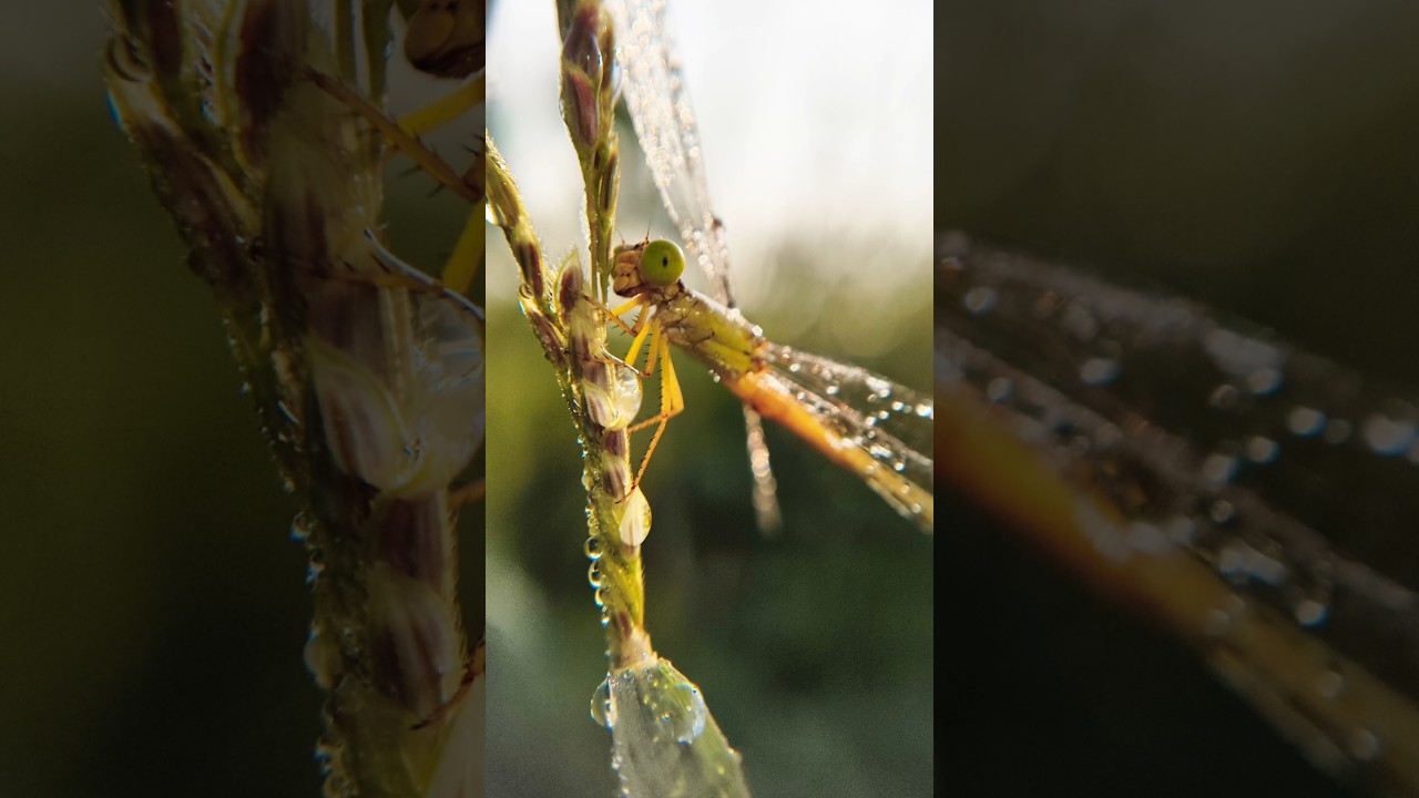 Creative Photography I Tips & Tricks with Phone using macro lens I Mobile Photography Hacks