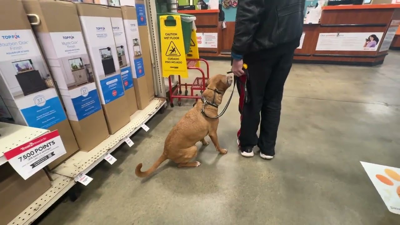 Lance petsmart 