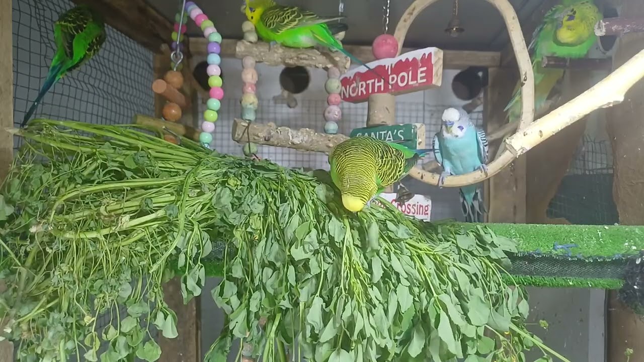 Parrot little babies