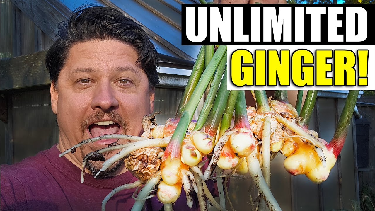 How To Grow Ginger At Home In 2023!