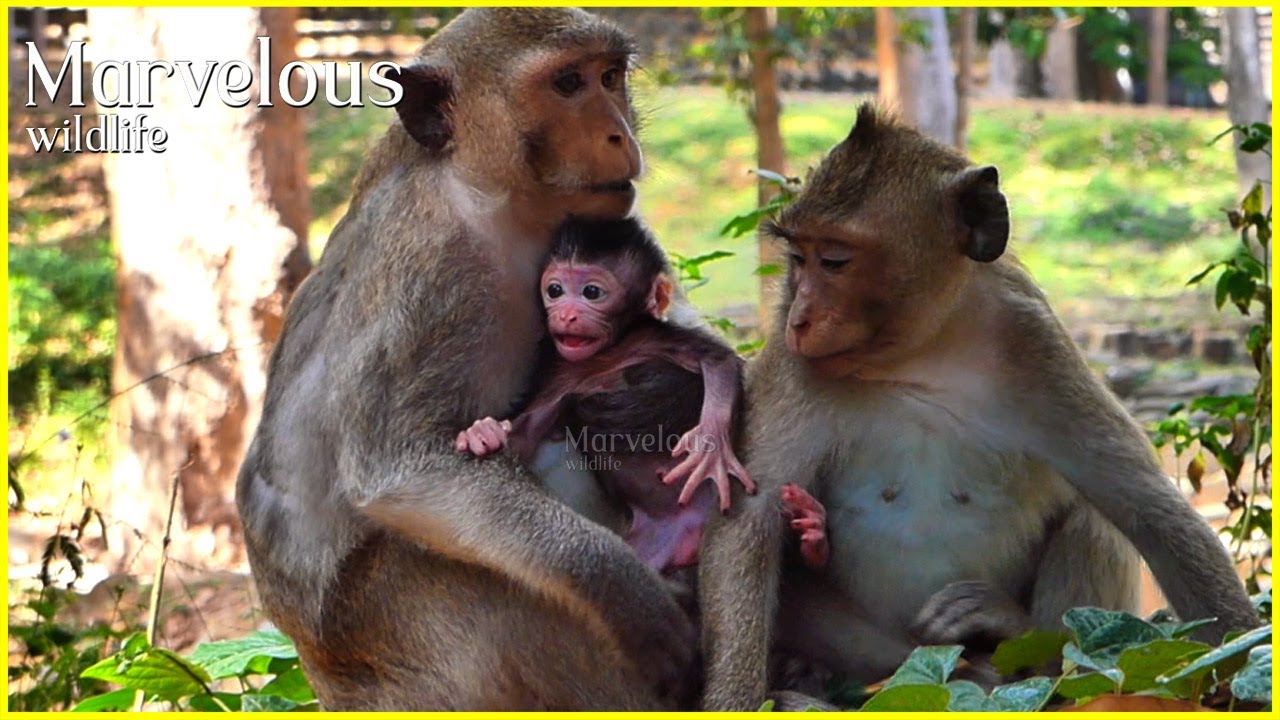 Sweet young family...!  Great Jazzy deeply cares to cute baby Jiva's c/riedd while Jonna wakes up