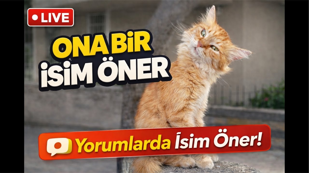 Haydi! Kedilere isim verelim