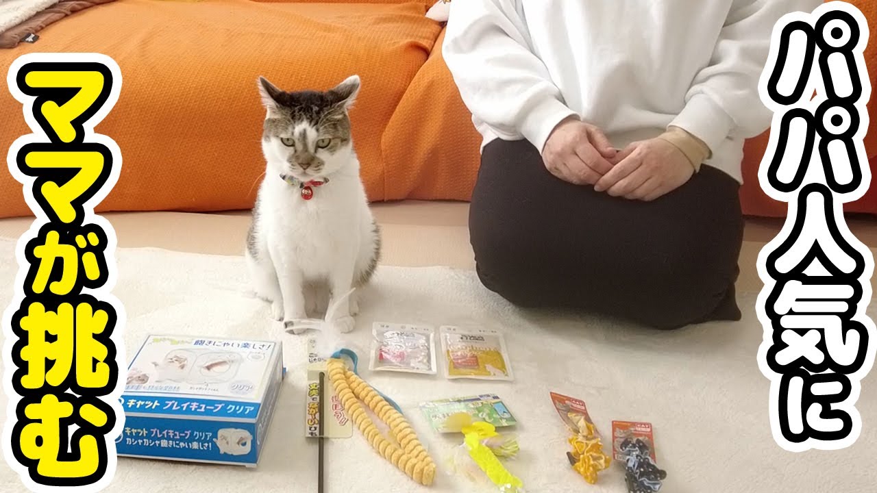 パパ人気に嫉妬したママが愛猫を喜ばせるために本気を出した結果‥