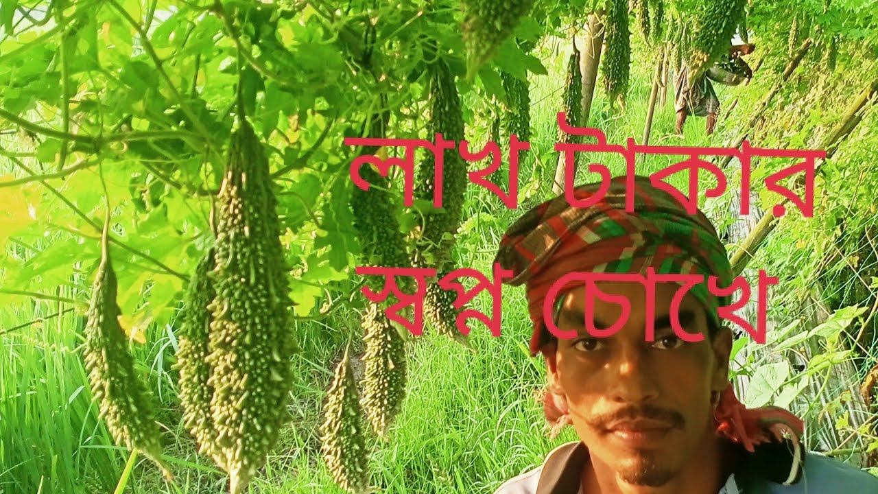 ৮নাম্বার হারবেষ্ট করলার অভাব নেই আলহামদুলিল্লাহ#কৃষক#কূষি_সেবা#কূষকের_জীবন#কূষি_খামার#কূষিপ_তথ্য#
