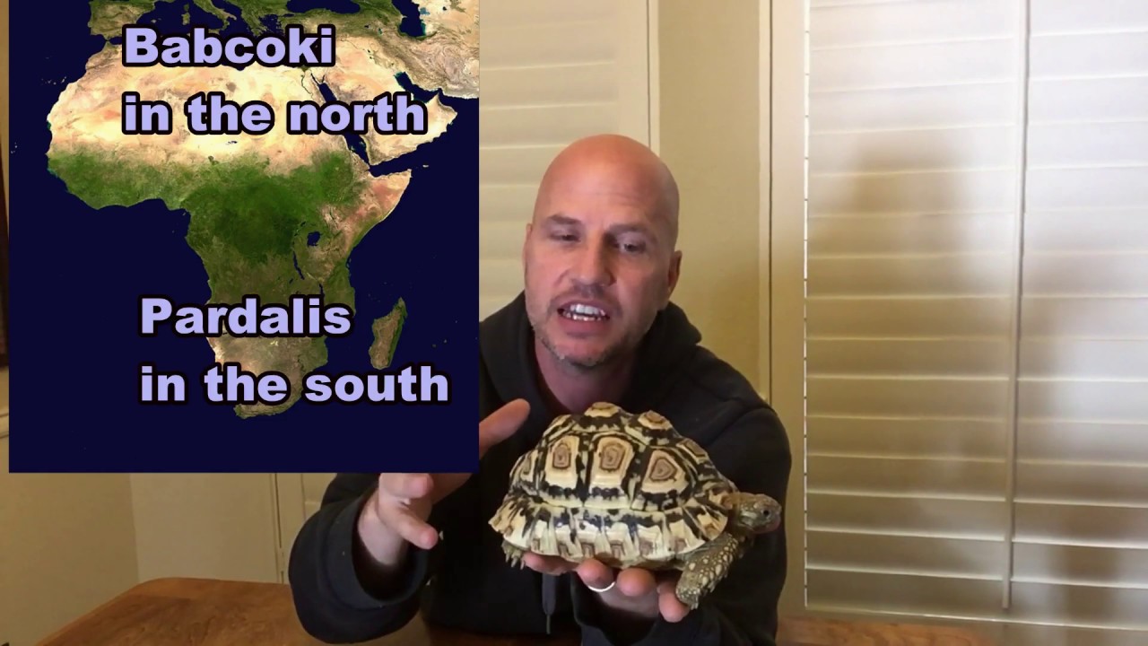 Leopard Tortoise